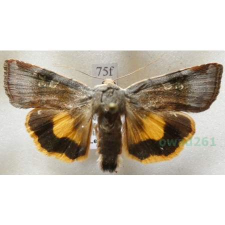 Noctua janthe (Borkhausen, 1792) Rolnica przepaska Czech75f